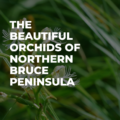 The Fascinating World of Orchids: A Nature Lover’s Delight