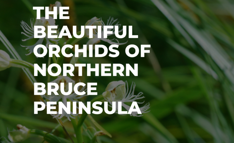 orchids, northern bruce peninsula