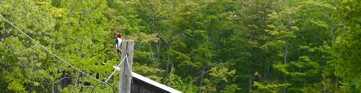 Harmony Acres Campground - Woodpecker treeline