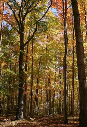 About Harmony Acres Campground