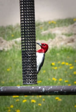 About Harmony Acres Campground