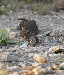 About Harmony Acres Campground